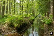 Roekebos