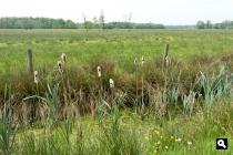 Hemrikkerscharren