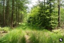 Hemrikkerscharren