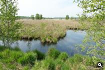 Lippenhuisterheide