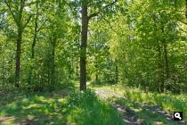  Bovenveld, bos