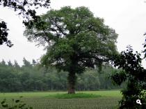 Trage Tocht Hollandsche Rading
