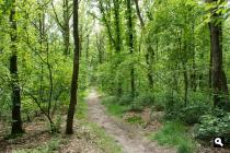 Kampheuvel, bos