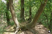 Otterlose Bos