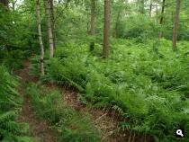 pad door varenbos