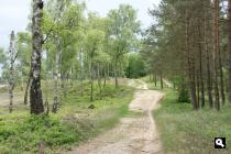 Zilvense Heide