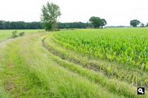 Kruishaar, akkerland
