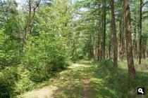 Landgoed Gerven, bos