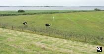 Lauwersmeer vanaf de zeedijk