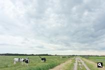 Polders bij Midsland