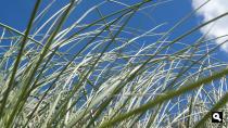 Groene Wissel Hoek van Holland-Haven