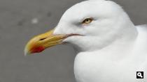 Groene Wissel Hoek van Holland-Haven