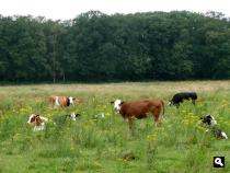 Trage Tocht Slingeplas
