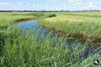 Polder Nes