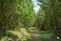 Nesserbos