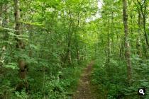 Boswachterij Vlieland