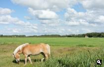 Koogerveld