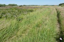 Eierlandse Duinen, grasweg