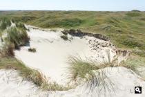Eierlandse Duinen, blink