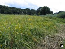 Groene Wissel Geldrop