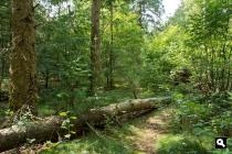 Bossen Landgoed Darthuizen, struinpad