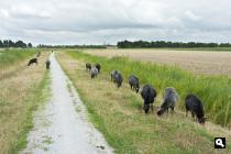 Berlikumerpolder