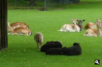 dieren onderweg