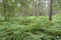 varens in het bos