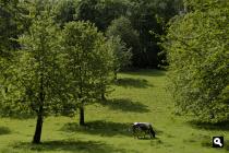mooie groene weiden