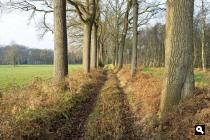 Oranjewoud