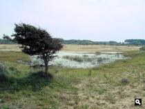Vernatting van de duinen