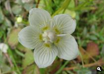 Parnassia terug!