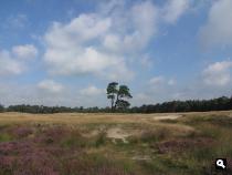 Groene Wissel Driebergen-Zeist