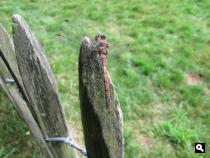 Groene Wissel Driebergen-Zeist