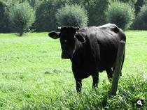 Groene Wissel Driebergen-Zeist