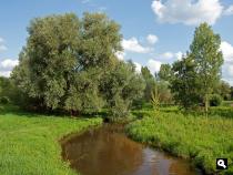 meanderende Swalm