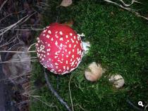 Herfst