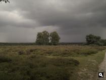Zomer 2012 op de Noorderheide