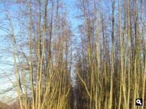 Trage Tocht Aaltense Goor