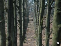 De hoge beuken wijzen de weg (maart 2007)