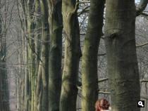De weergaloze beukenlaan door de Onzalige Bossen (maart 2007)