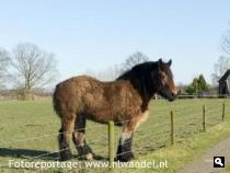 Vanaf de Peppelmansdijk