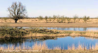 Wandelen in de Oostvaardersplassen