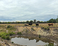 Wandelen in De Maashorst