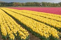  Wandel langs de bollen