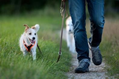 Dierenwandeltochten