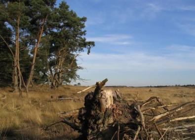 Wandelen in De Hoge Veluwe