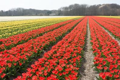 Wandel door de bollenpracht