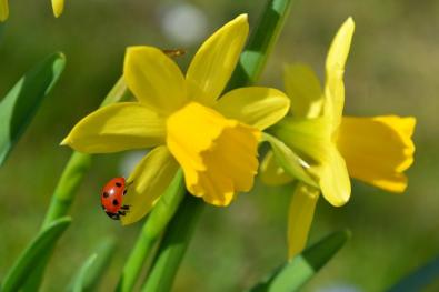 Wandelevenementen in de lente