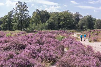 Heidewandelingen